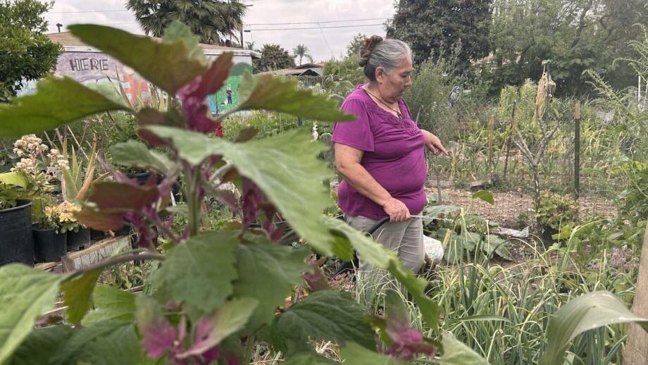 Tariffs may lead to higher grocery costs. Can community gardens help?